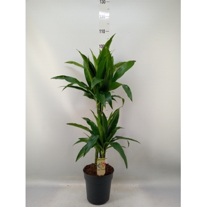 Dracaena frag. 'Janet Craig'