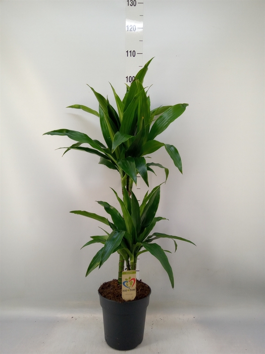 <h4>Dracaena frag. 'Janet Craig'</h4>