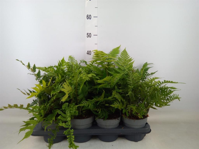<h4>Ferns   ...mix</h4>