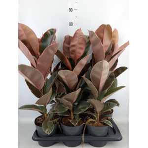 Ficus elastica 'Belize'