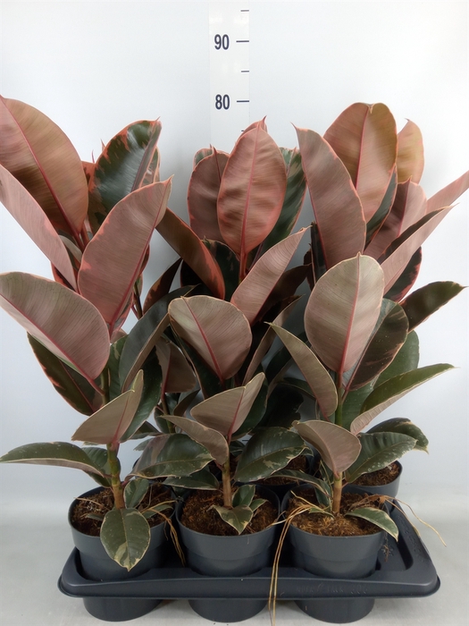 <h4>Ficus elastica 'Belize'</h4>