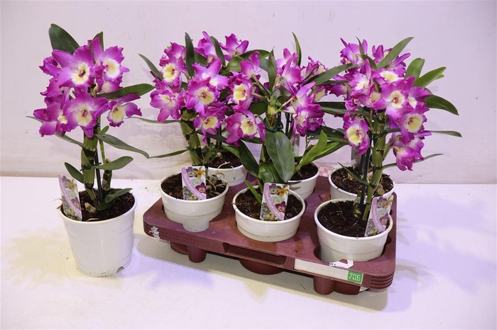 <h4>arr8 Dend Nobile</h4>