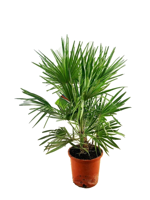 <h4>Chamaerops humilis</h4>