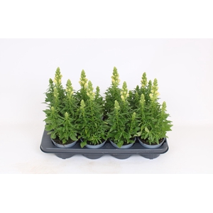 Antirrhinum majus overig