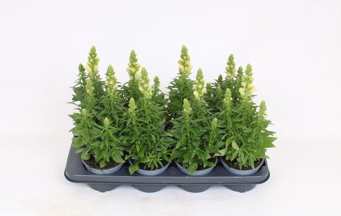 <h4>Antirrhinum majus overig</h4>