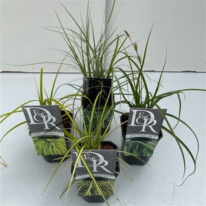 Carex Mix Variaties P13