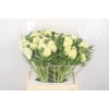Anemone Mistral White