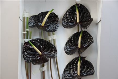 <h4>Anthurium Exclusief Nr 113</h4>