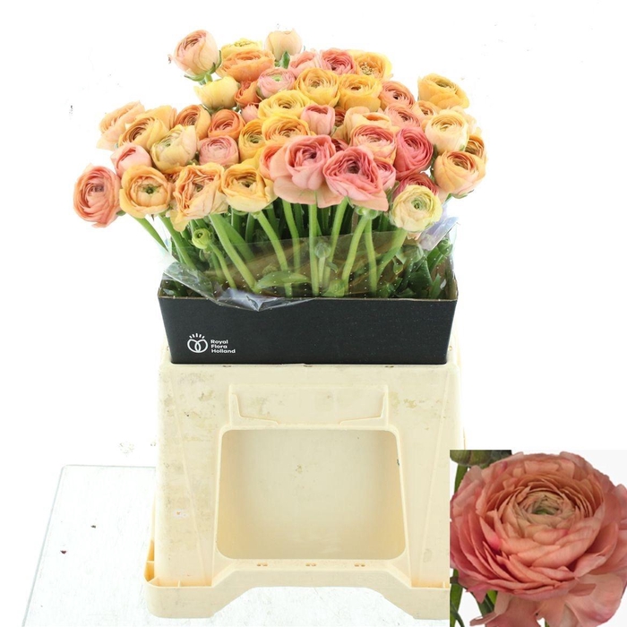 <h4>RAN EL SALMON</h4>