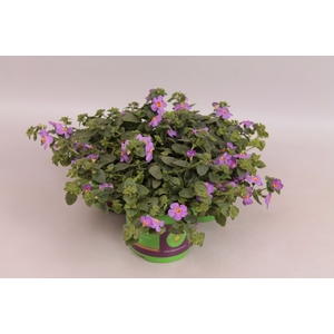Bacopa scopia Gulliver Violet