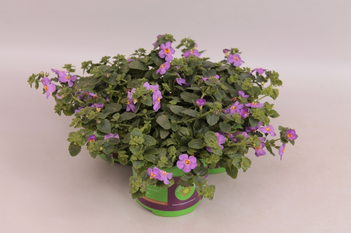 <h4>Bacopa scopia Gulliver Violet</h4>