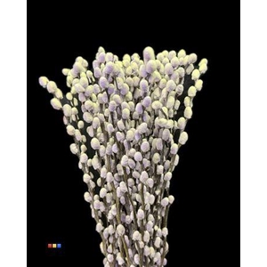 Salix Pussy Willow Purple Fresh