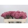 Ozothamnus Booming Pink