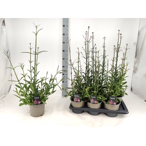 VERBE BONARIENSIS