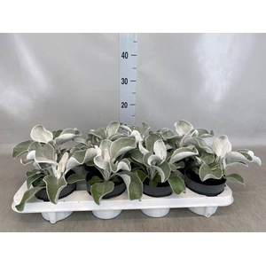 Senecio   ...