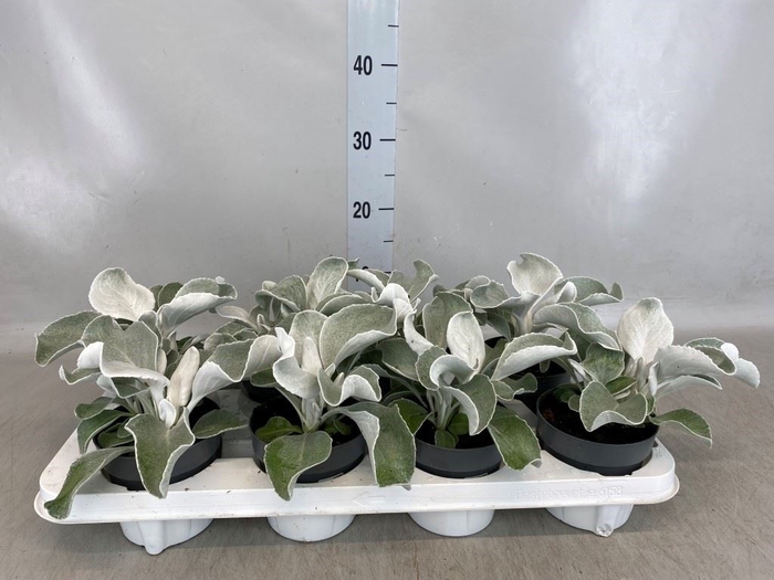 <h4>Senecio   ...</h4>