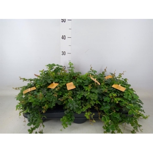 Parthenocissus inserta