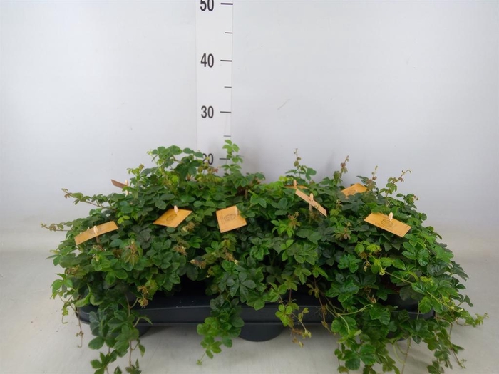 <h4>Parthenocissus inserta</h4>