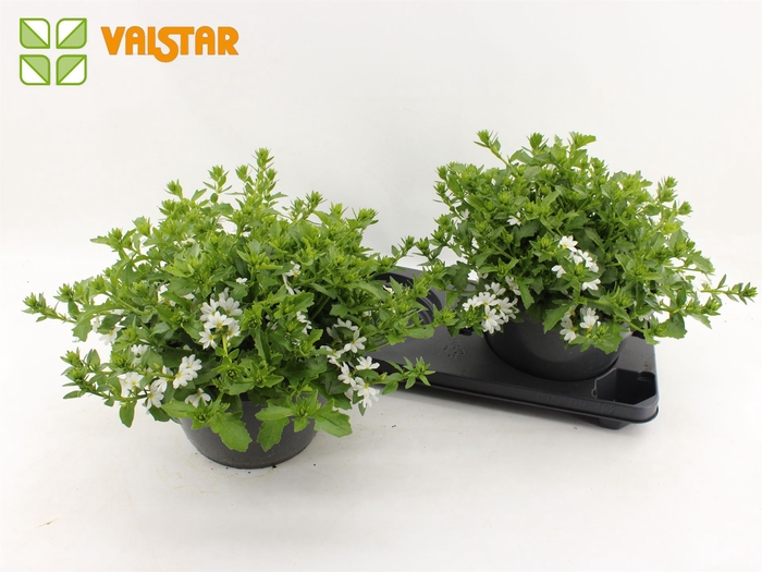 <h4>Scaevola aemula 'White Touch'</h4>