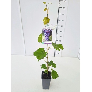 Vitis overig wit