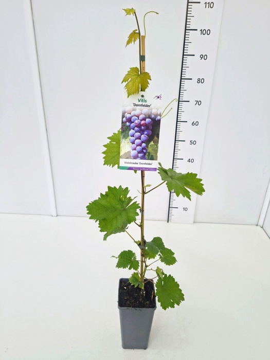 <h4>Vitis overig wit</h4>