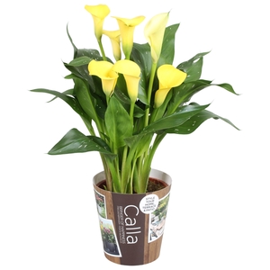 Zantedeschia Sunclub Calla geel met outdoor potcover