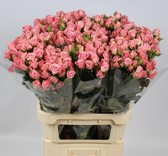 <h4>R TR ODILIA</h4>