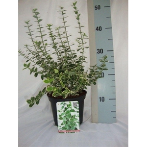 Euonymus fortunei 'Emerald Gaiety'