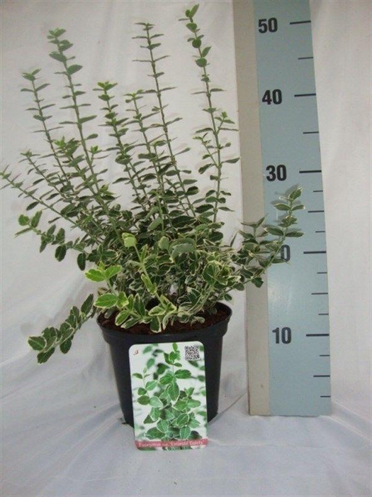 <h4>Euonymus fortunei 'Emerald Gaiety'</h4>
