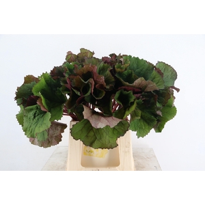 LIGULARIABLAD 050CM