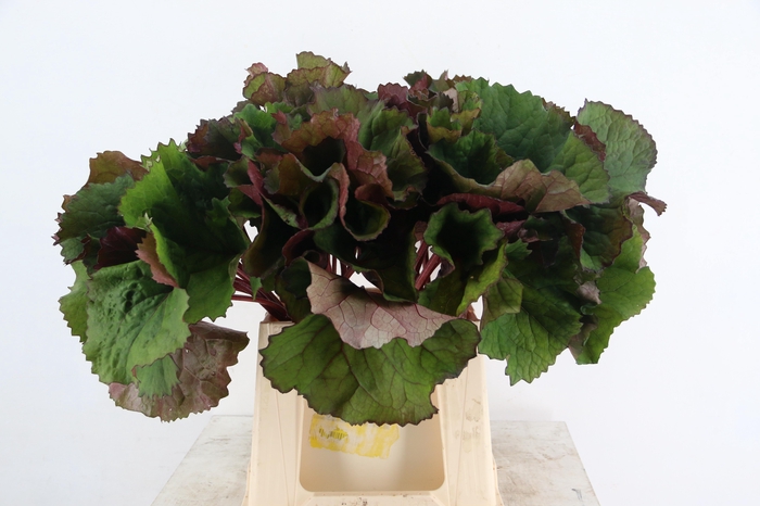 <h4>LIGULARIABLAD 050CM</h4>