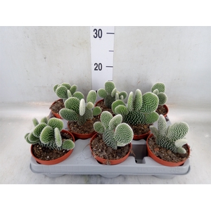 Opuntia microdasys 'Albispina'