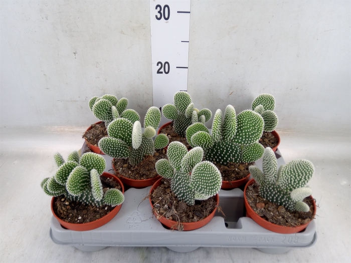 <h4>Opuntia microdasys 'Albispina'</h4>