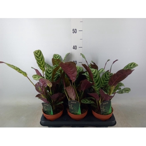 Ctenanthe burle-marxii