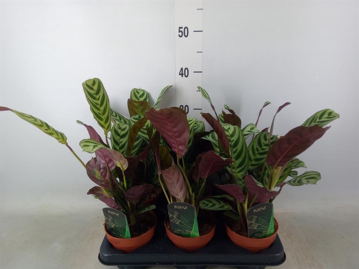 <h4>Ctenanthe burle-marxii</h4>