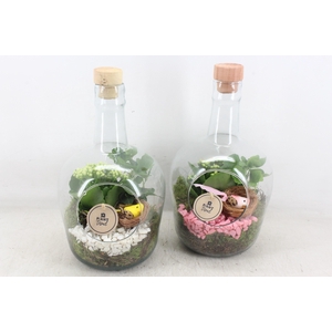 arr2 PL - Glas fles met dop 285/5 - roze/wit