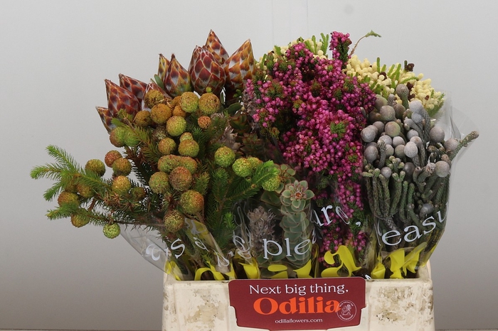 Kaaps Groen Mix in emmer