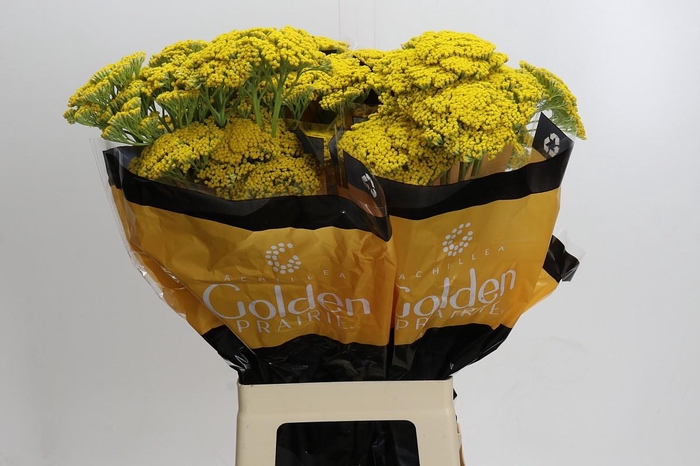 <h4>Achillea Golden Prairi</h4>