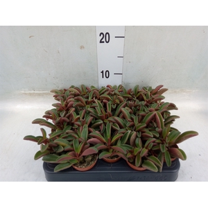 Peperomia graveolens