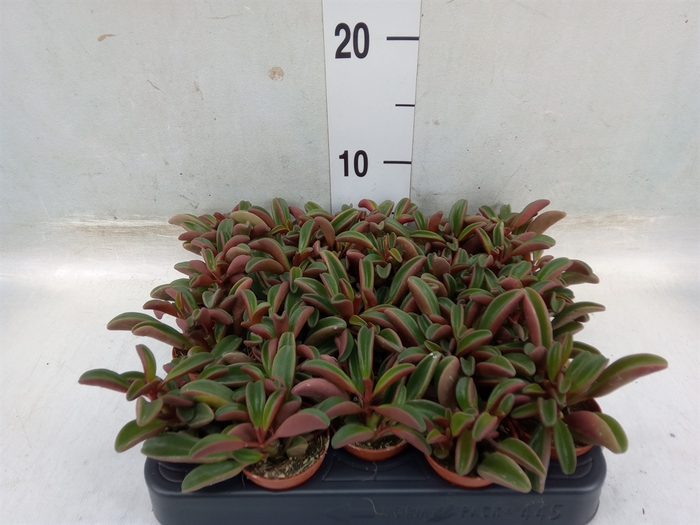 <h4>Peperomia graveolens</h4>