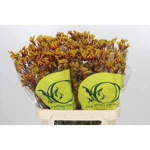 Anigozanthos Orange Velvet