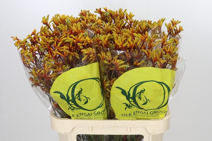 <h4>Anigozanthos Orange Velvet</h4>