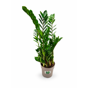 Zamioculcas P21 90cm 8+ veren