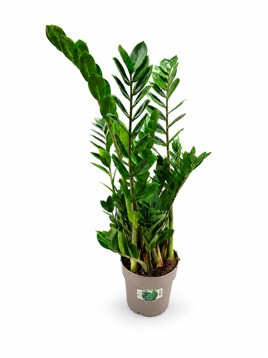 <h4>Zamioculcas P21 90cm 8+ veren</h4>