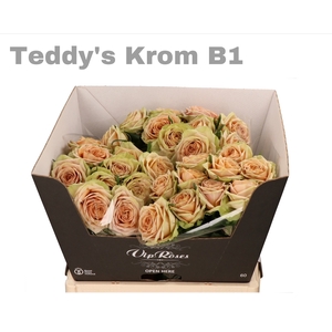 R GR TEDDYS KROM B1