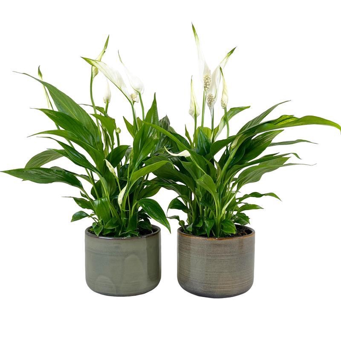 <h4>SPATHIPHYLLUM WALLISII</h4>