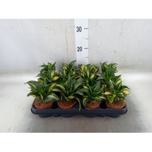 Sansevieria trifa. 'Hahnii'