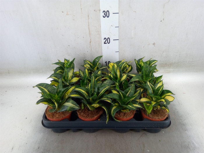 <h4>Sansevieria trifa. 'Hahnii'</h4>
