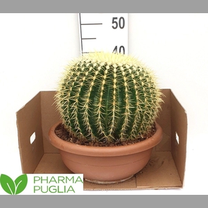 ECHINOC GRUSONII