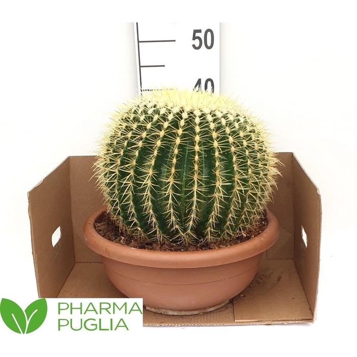 <h4>ECHINOC GRUSONII</h4>